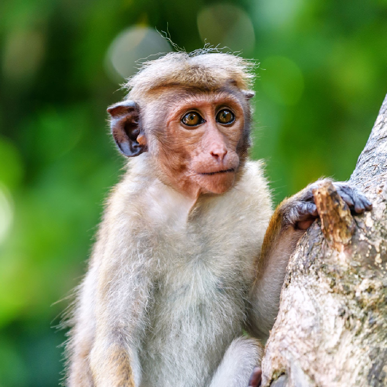 Bonnet Macaque World For Nature Bonnet Macaque World For Nature