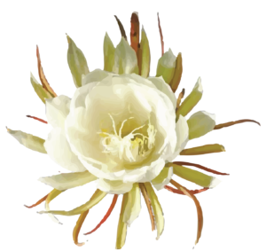 Brahma kamal