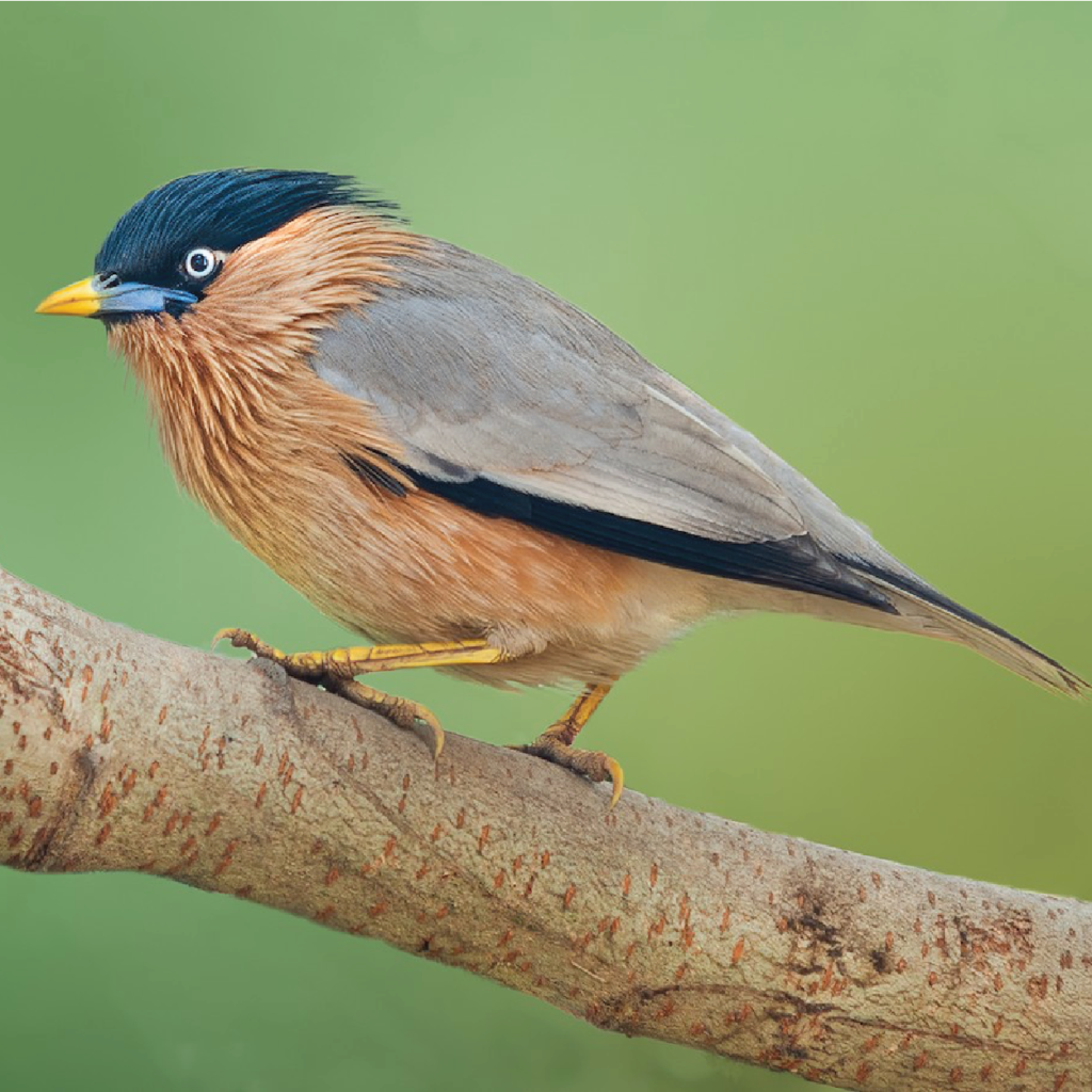 Brahminy Starling - World For Nature