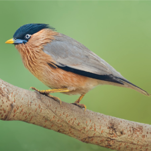 Brahminy Starling