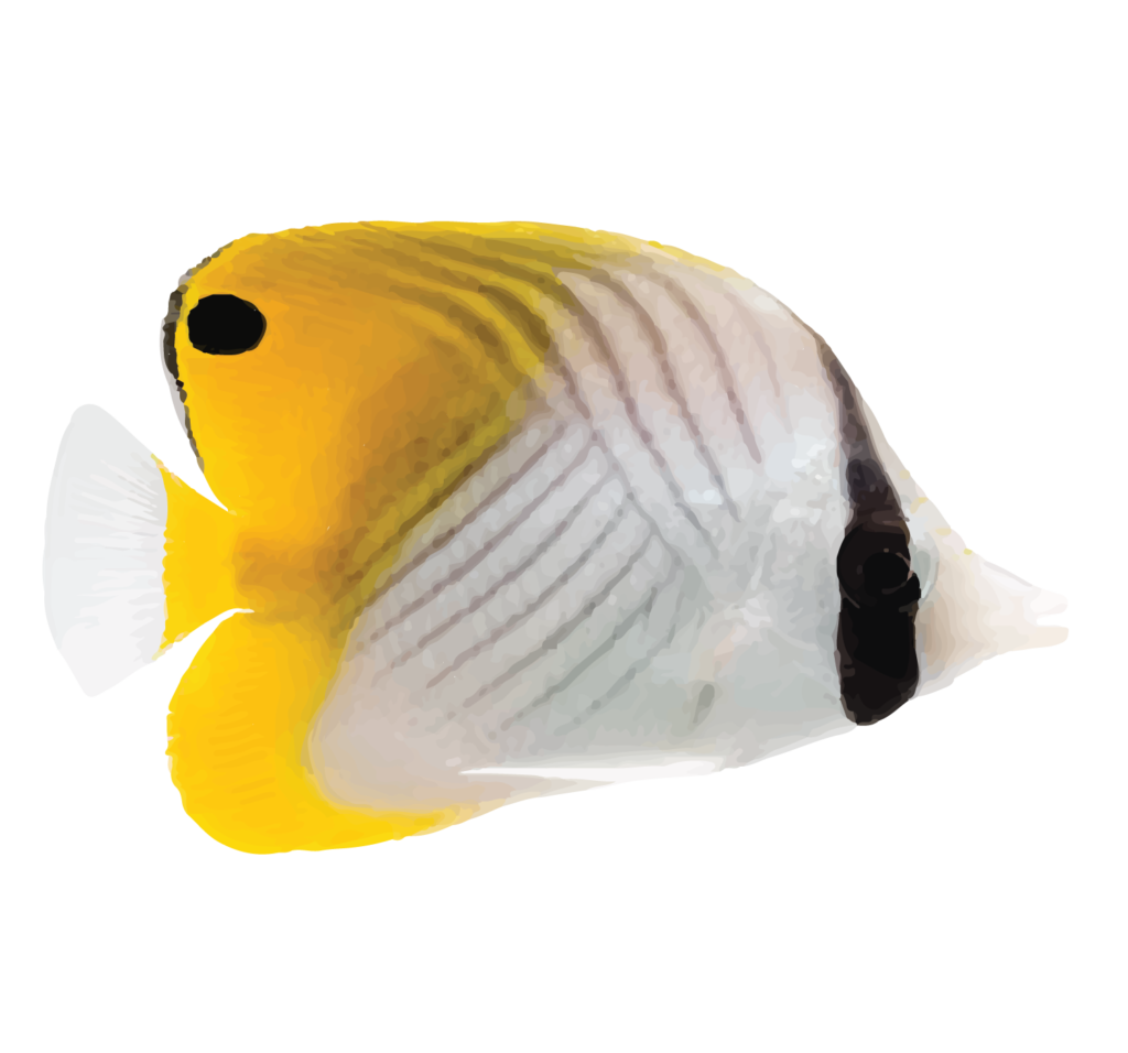 Butterfly Fish