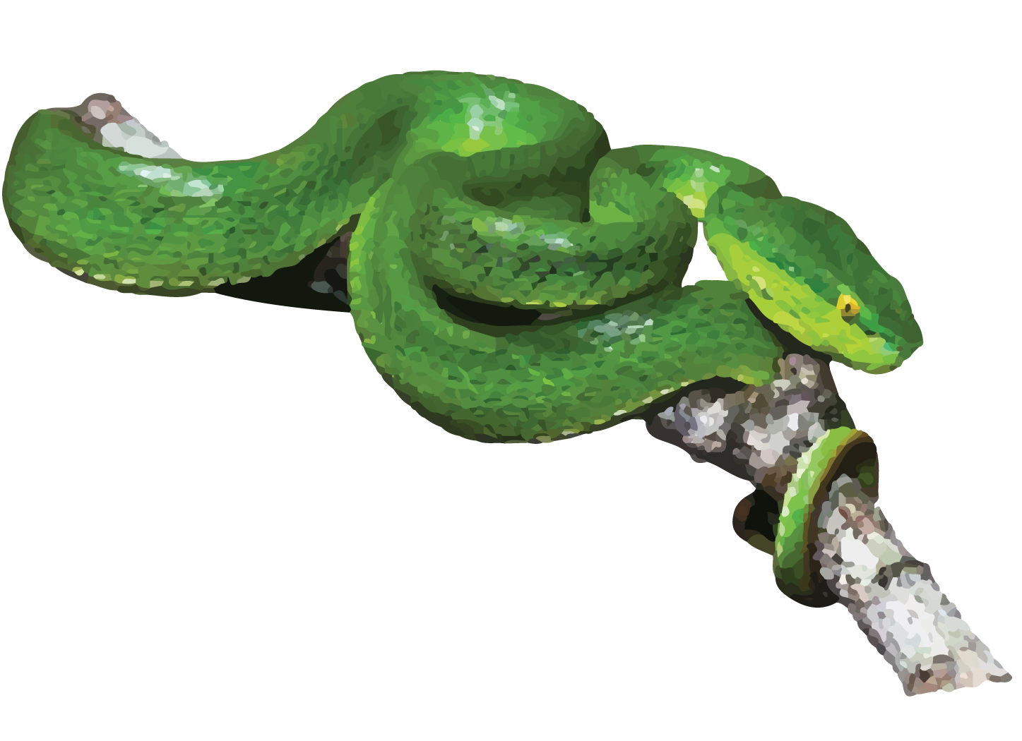 CHINESE GREEN TREE VIPER-26