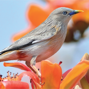 Chestnut Tailed Starling