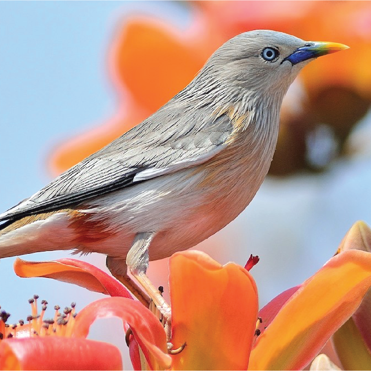 Chestnut Tailed Starling - World For Nature