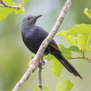 Chestnut Winged Starling