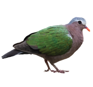 Common Emerald Dove