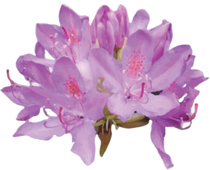 Common rhododendron