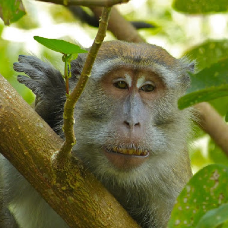 Crab Eating Macaque