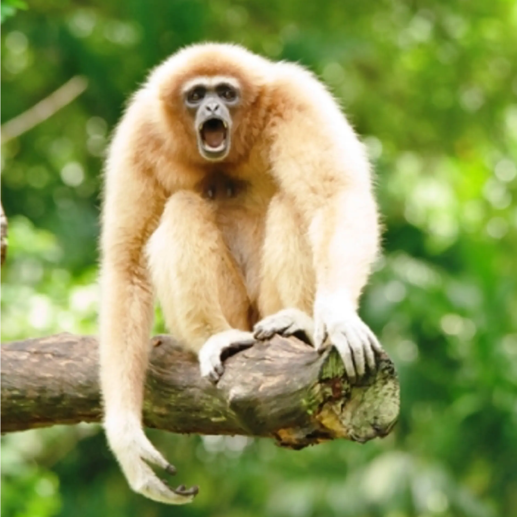 Eastern Hoolock Gibbon