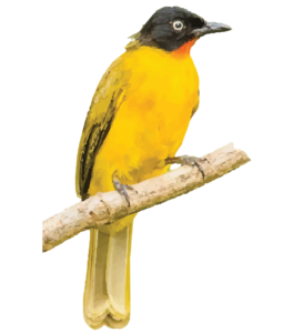 Flame throated bulbul