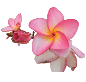 Frangipani