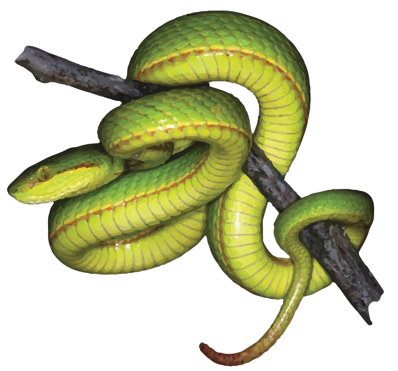 GREEN PIT VIPER-19