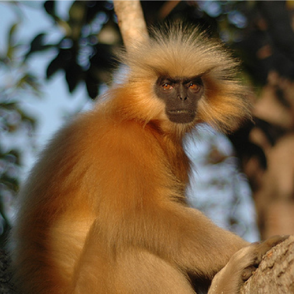 Golden Langur