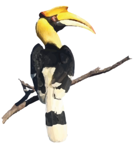 Great Hornbill