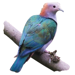 Green Imperial Pigeon