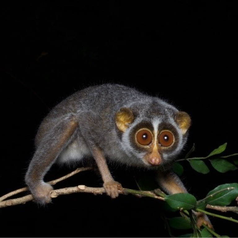 Grey Slender Loris