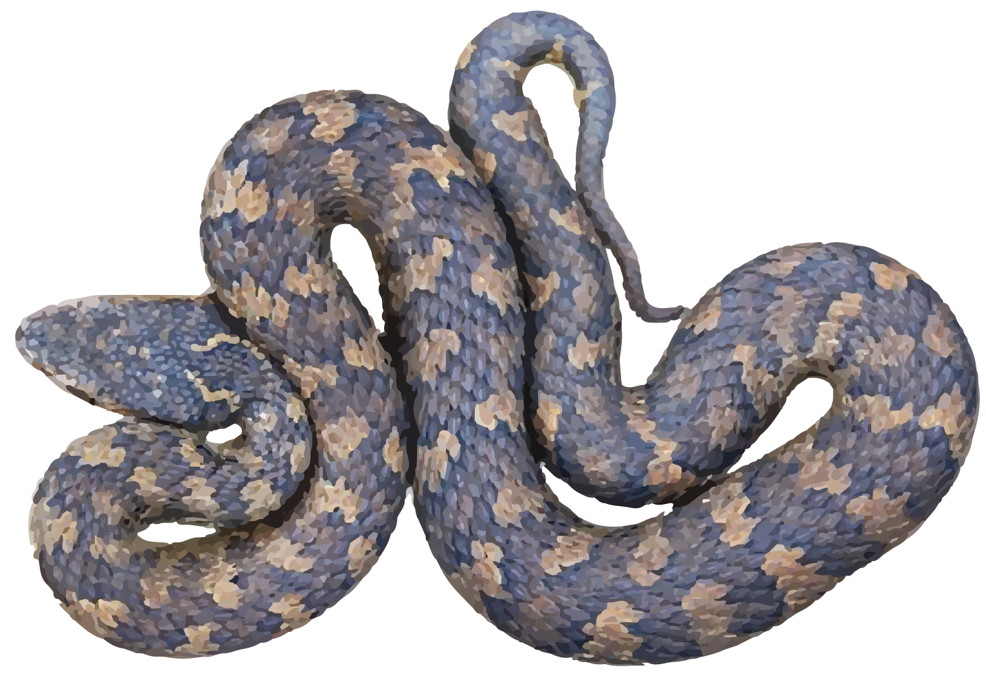 HORSESHOE PIT VIPER-29