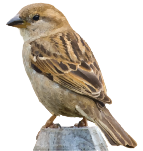 House sparrow