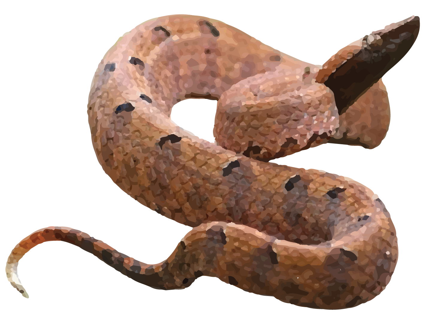 HUMP NOSED PIT VIPER-14