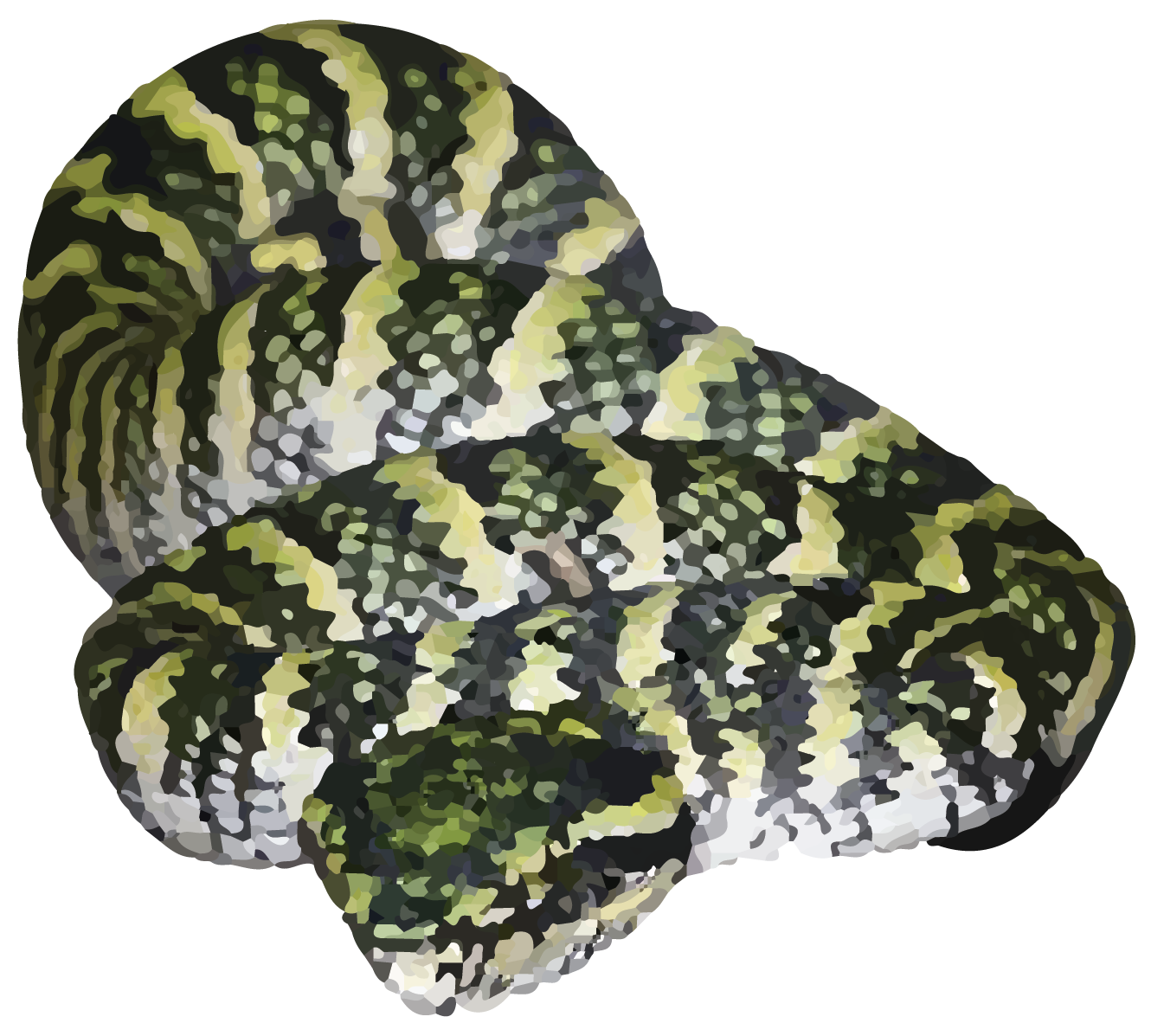 Hutton’s Pit Viper - World For Nature