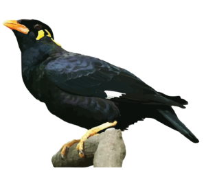 Hill Myna