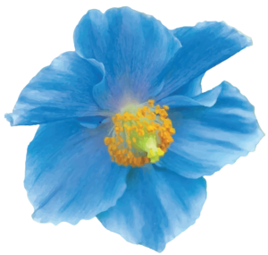 Himalayan Blue poppy