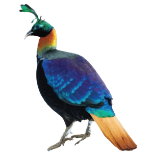 Himalayan Monal