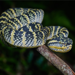 Huttons Pit Viper