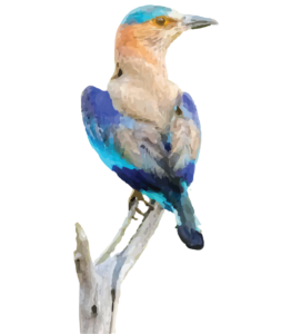 Indian Roller