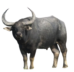 Indian Wild Buffalo