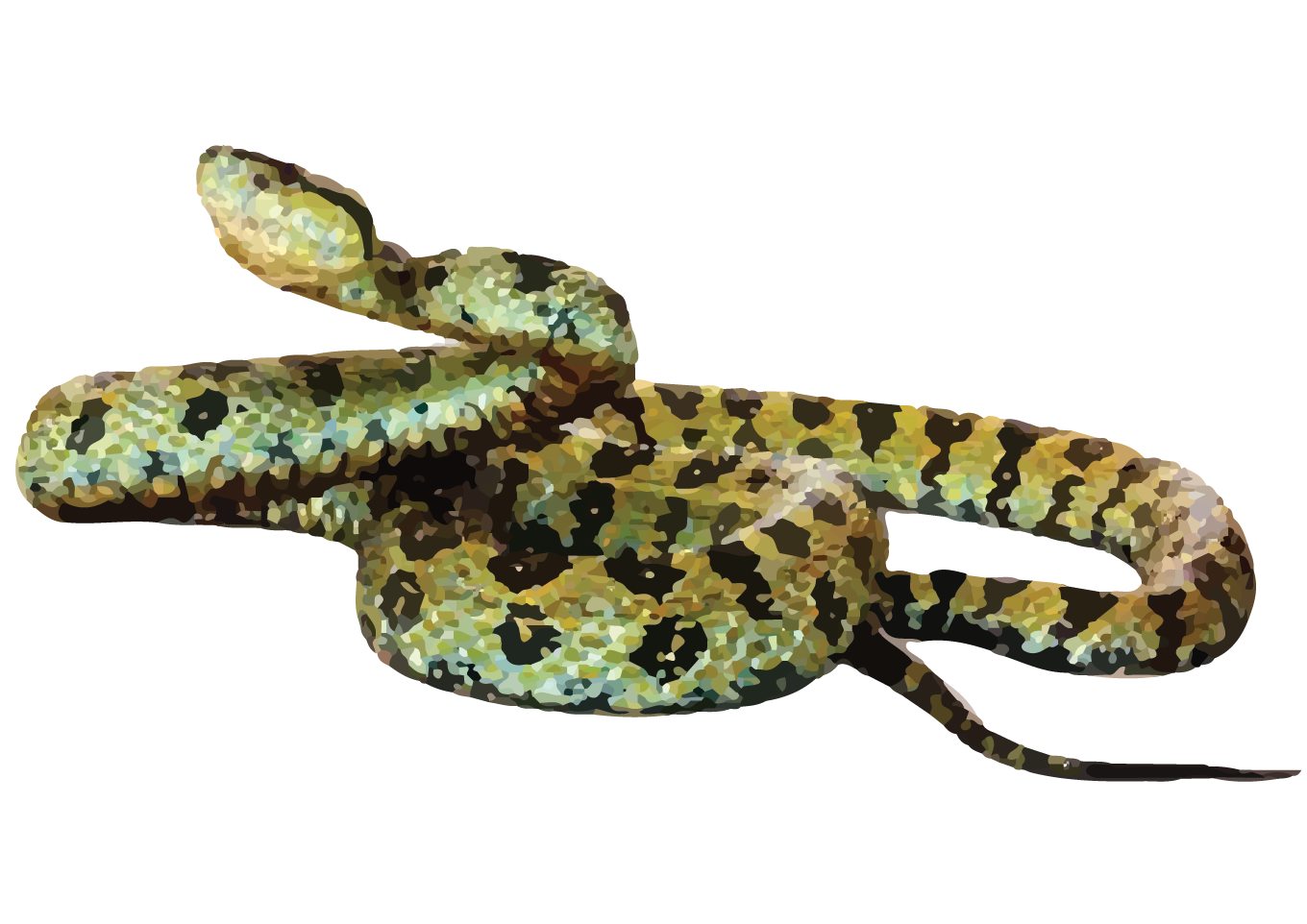 KAULBACK HEADED PIT VIPER-31