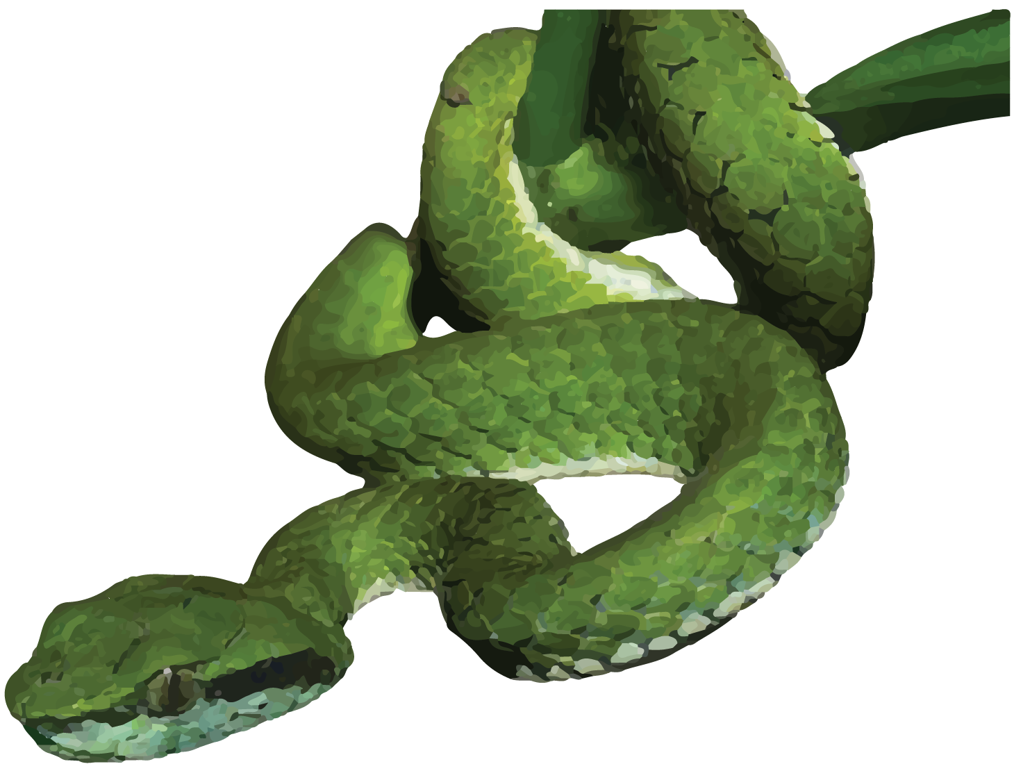 LARGE SCALED PIT VIPER-10