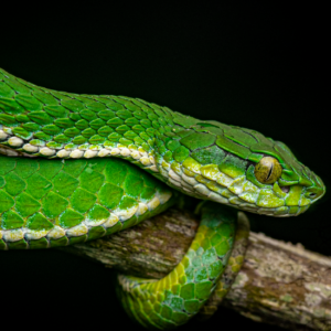 Large Scaled Pit Viper