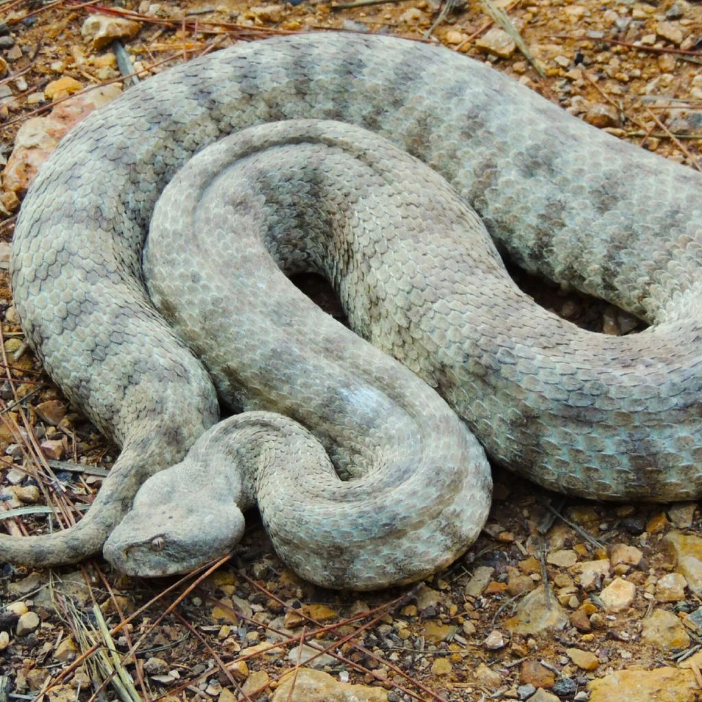 Levantine Viper - World For Nature