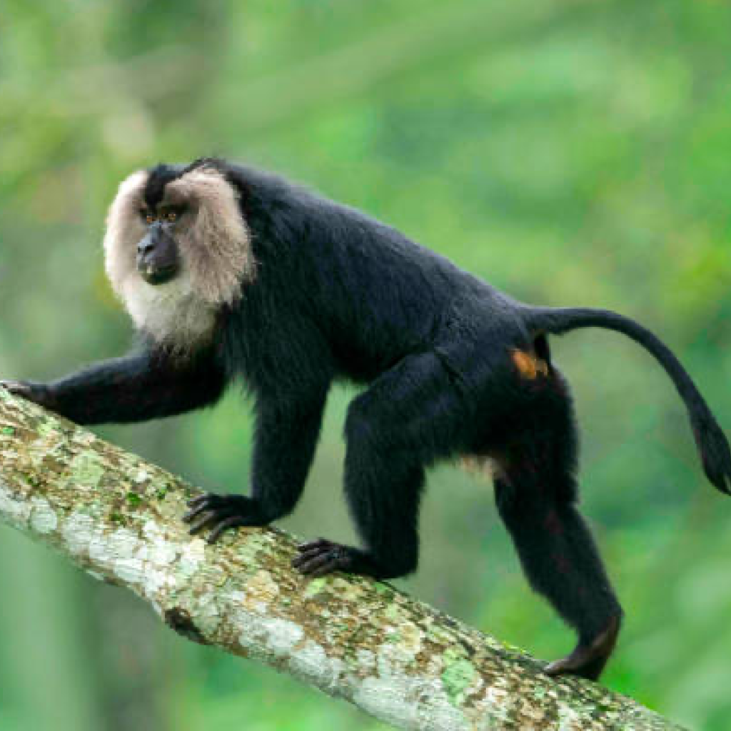 Lion Tailed Macaque