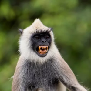 Madras Grey Langur