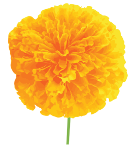 Marigold