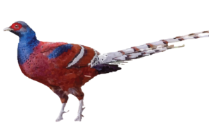 Mrs. Hume's Pheasant