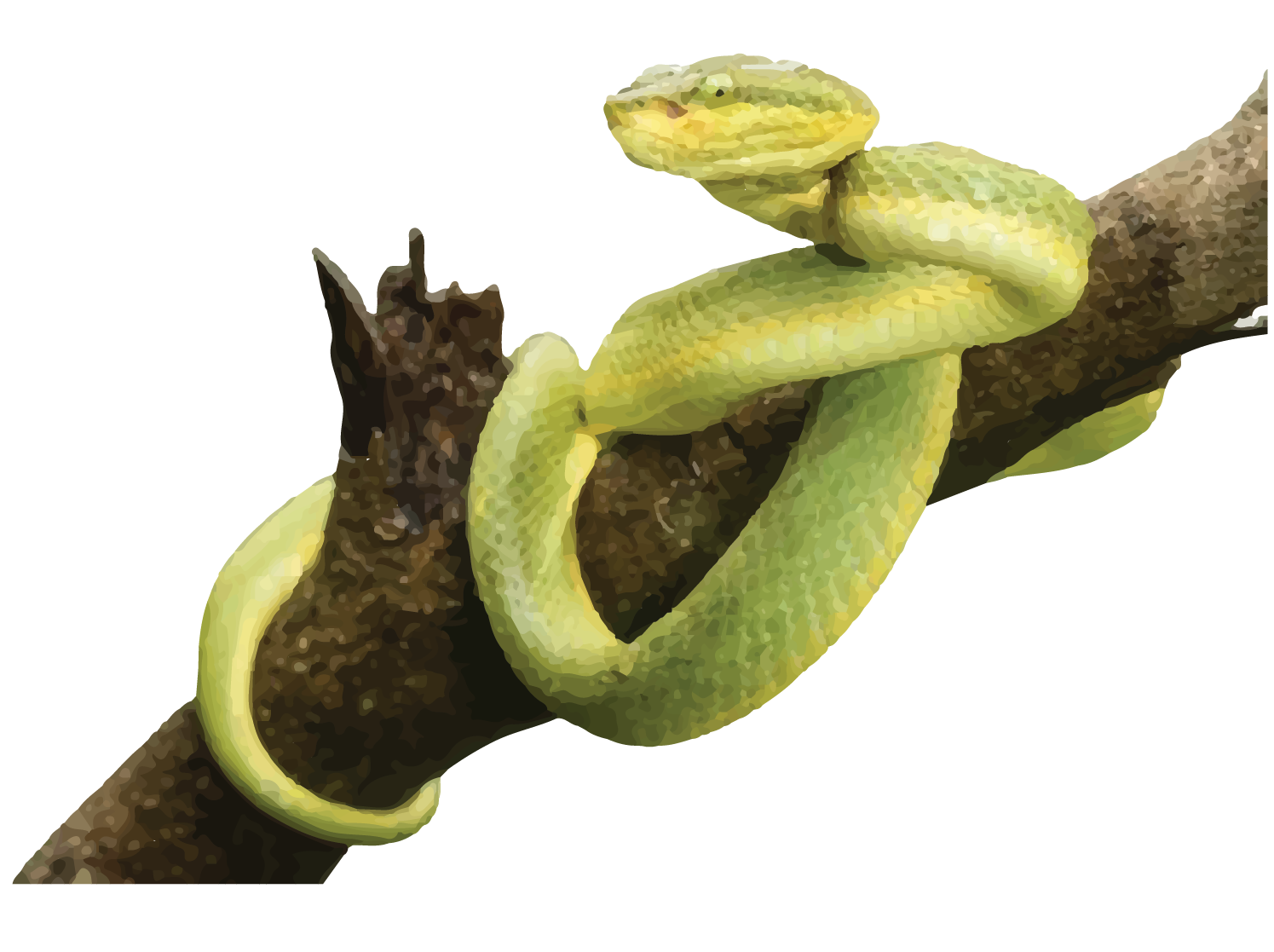 NICOBAR BAMBOO PIT VIPER-34