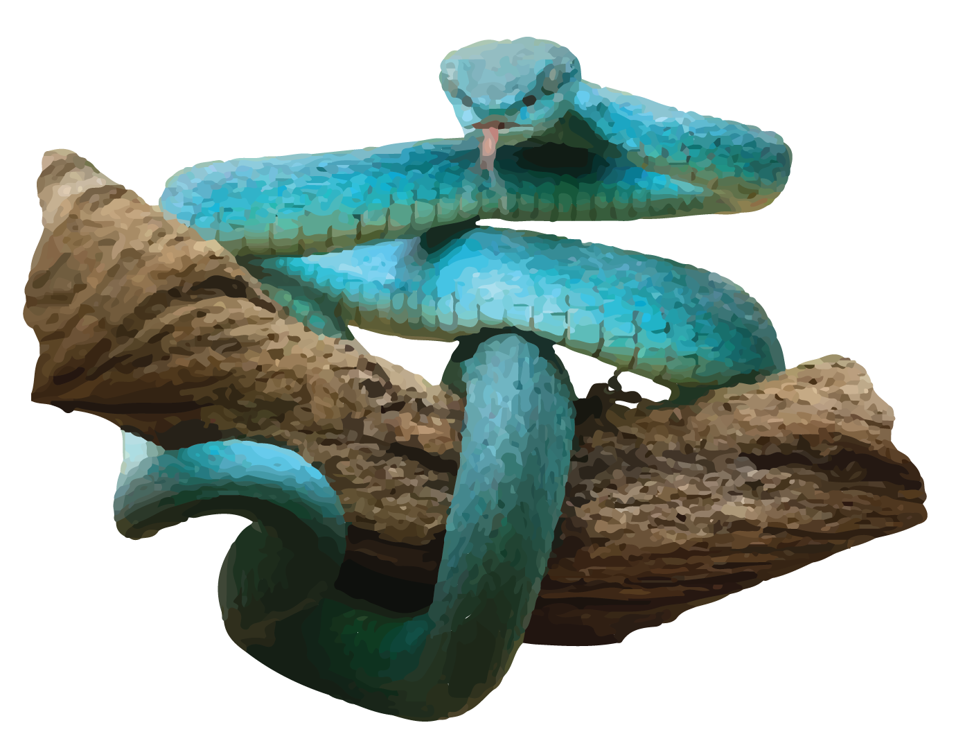 Northern White-lipped Pit Viper - World For Nature