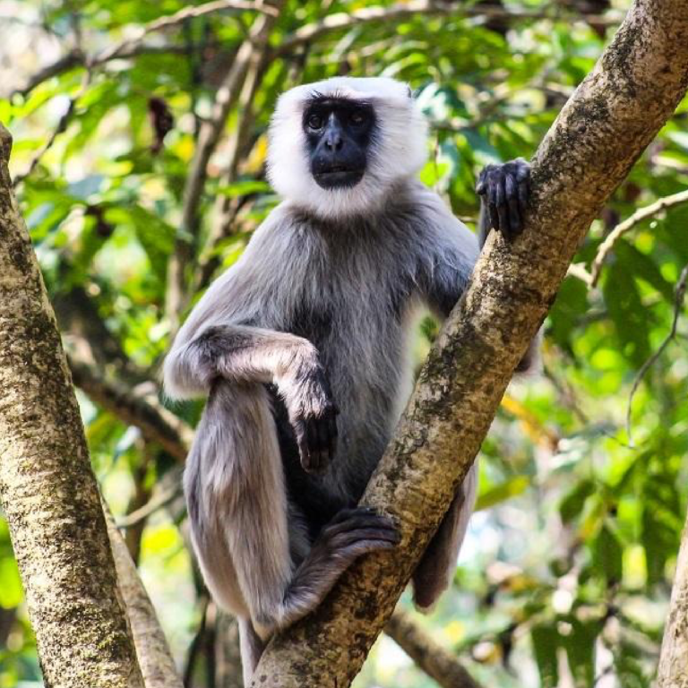 Nepal Grey Langur