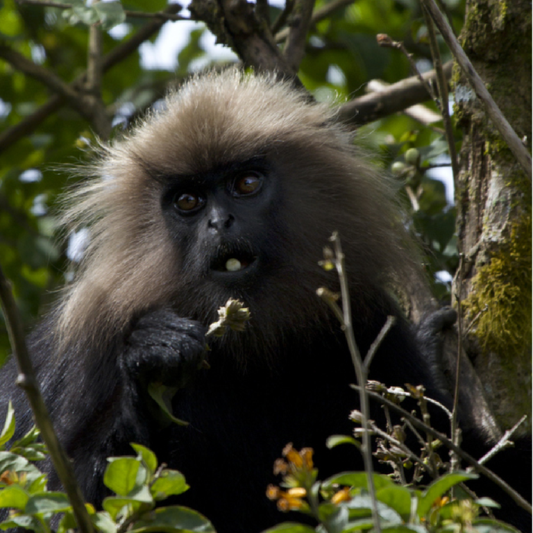 Nilgiri Langur