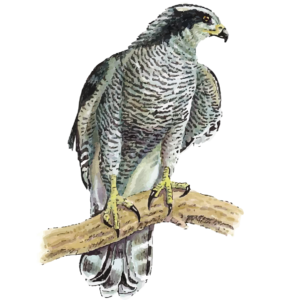 Northern Goshawk