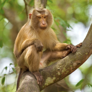 Northern Pig Tailed Macaque