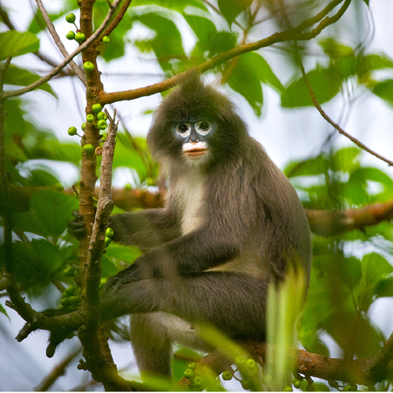 Phayre’s Phayrei Langur