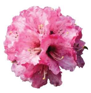 Pink rhododendron