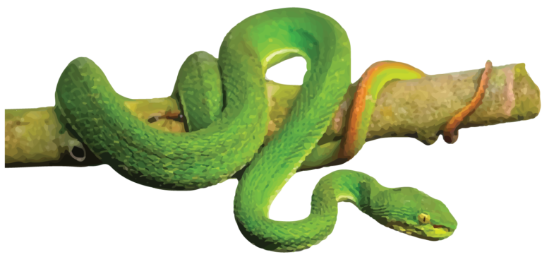 Red Tailed Pit Viper - World For Nature