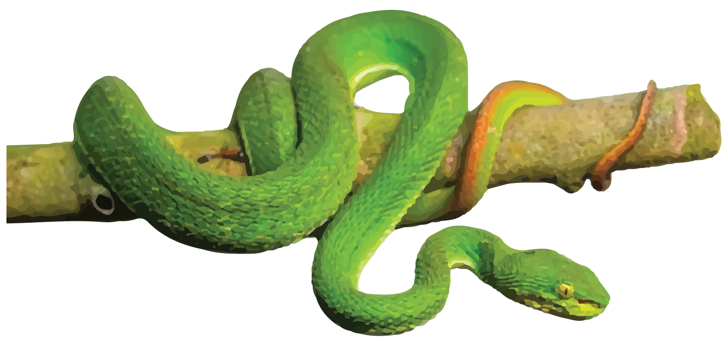 RED TAILED PIT VIPER-37