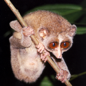 Red Slender Loris