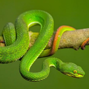Red Tailed Pit Viper